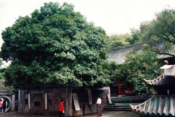 汉中市树――汉桂[图]