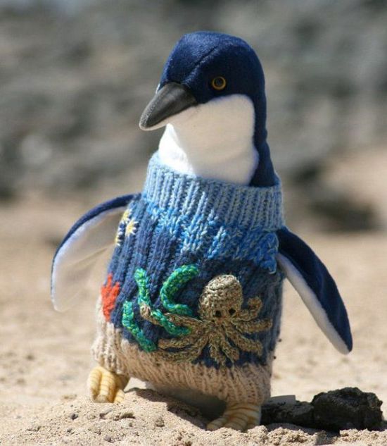 企鹅穿毛衣?织毛衣的澳洲老人