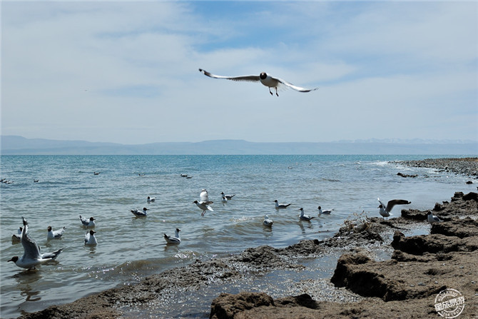 2015西安自驾游护照青海景区：青海湖--鸟岛